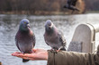 two pigeons on the hand