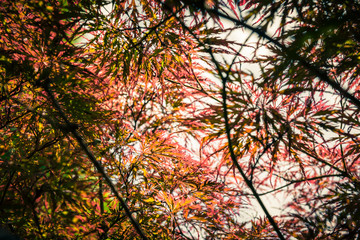 Wall Mural - Japanese Red Maple at summer day in park