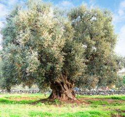 Olive tree in apulia countryside (Italy)