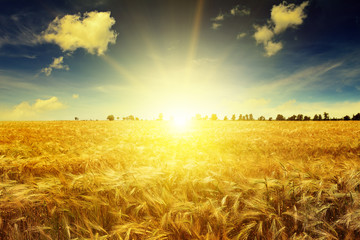 Foto zasłona niebo rolnictwo piękny