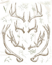 Hand Drawing Deer Horns