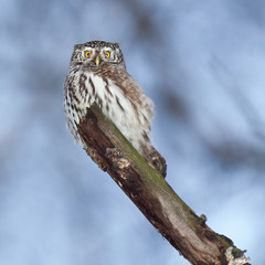 Poster - Pygmy Owl (Glaucidium passerinum)