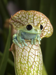 Wall Mural - Maroon Eyed Tree Frog on White Pitcher Plant