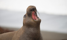 Elephant Seal Wild Mammal Rears Back To Sound Alarm