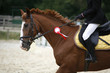 © acceptfoto - Dressage horse canter with winner ribbon