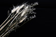 © aon168 - dry flower isolated on black background