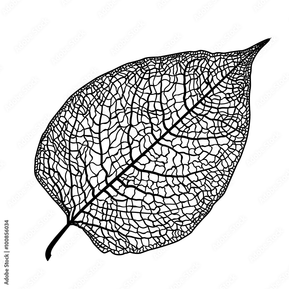 manually drawn leaf skeleton - obrazy, fototapety, plakaty 