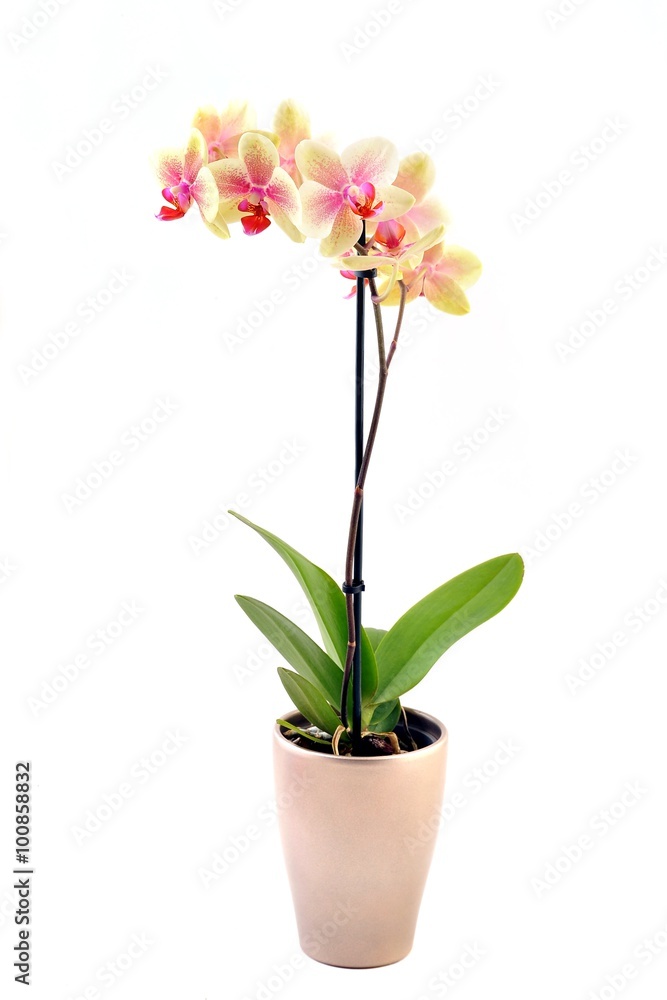 orchidea Phalaenopsis im Blumentopf - obrazy, fototapety, plakaty 