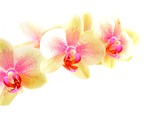 Fototapeta Kwiaty - Orchidee vor weißem Hintergrund