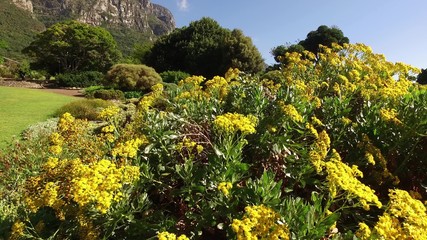 Canvas Print - View of the Kirstenbosch botanical gardens against the backdrop of Table mountain, Cape Town, South Africa