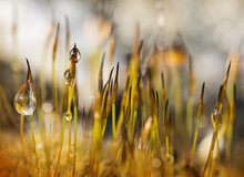 Autumnal Moss With Dewdrops
