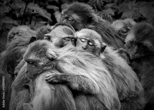 Photo  Monkey Huddle