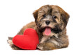© mdorottya - Cute happy valentine havanese puppy dog with a red heart
