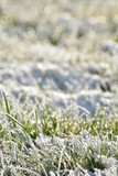 Fototapeta  - Frost on the grass