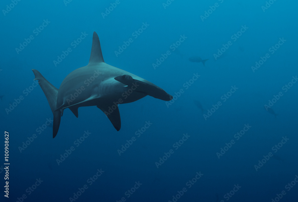 Close up of hammerhead shark in the deep blue - obrazy, fototapety, plakaty 