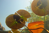 Lilypads Under water