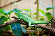 Green lizard basiliscus sitting on a branch in jungle