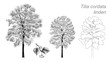vector drawing of linden (Tilia cordata)