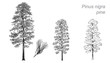 vector drawing of pine (Pinus nigra)