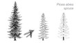 vector drawing of spruce (Picea abies)