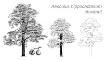 Vector Drawing Of Chestnut (Aesculus Hippocastanum)