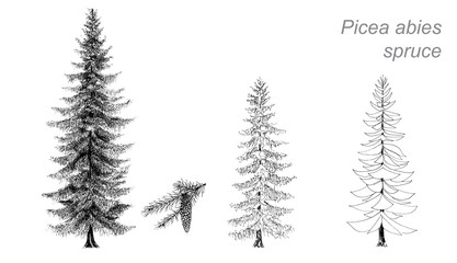 vector drawing of spruce (picea abies)