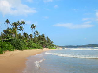 Wall Mural - Green palms at empty beach in Weligama bay, Sri Lanka