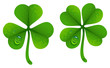 Clover leaves with drops of dew. Lucky Clover leaf. Four-leaf and trifoliate clover
