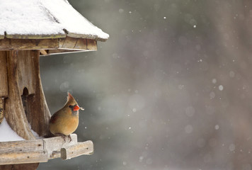 Sticker - Cardinal at Bird Feeder