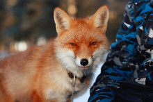 Red Fox In Winter Forest Pretty