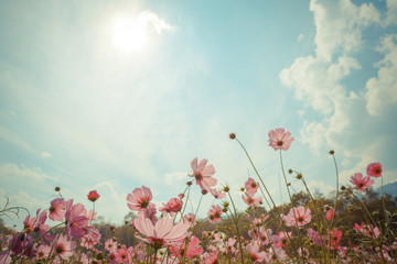 Wall Mural - cosmos flower blossom in garden