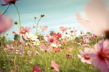 Wall Mural - cosmos flower blossom in garden