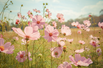 Wall Mural - cosmos flower blossom in garden
