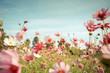 canvas print picture - Cosmos flower blossom in garden