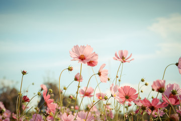 cosmos flower blossom in garden