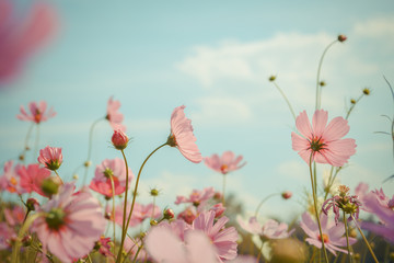 Canvas Print - Cosmos flower blossom in garden