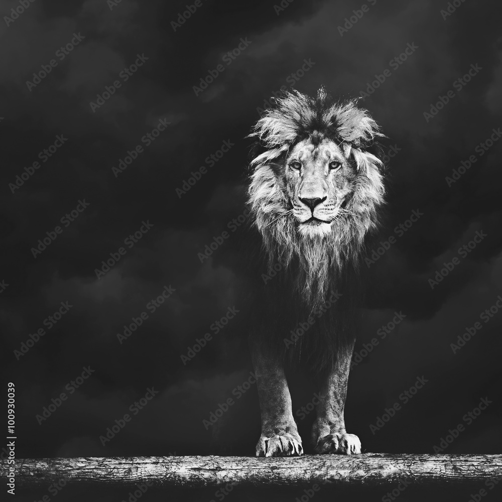 Portrait of a Beautiful lion, lion in the dark - obrazy, fototapety, plakaty 
