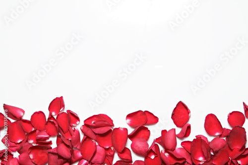 Naklejka ścienna Beautiful red roses petals on white background. Valentine's Day, anniversary etc background.