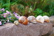 five snail shells on a stone in a garden