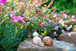 three snail shells on a stone in a garden
