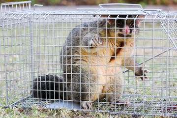 Wall Mural - Possum Caught In a Trap