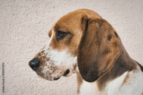 Naklejka na kafelki Cute beagle with sad eyes, adoption rescue concept