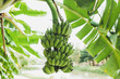bunch of green bananas on a branch