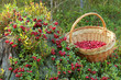 Cranberries and basket