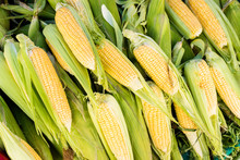 Fresh And Raw Corn At The Local Market.