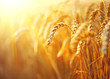 Wheat field. Ears of golden wheat closeup. Rural scenery under shining sunlight