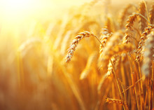 Wheat Field. Ears Of Golden Wheat Closeup. Rural Scenery Under Shining Sunlight