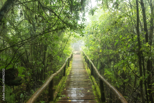 Naklejka na kafelki Evergreen forest at nature trail in doiinthanon national park, Thailand