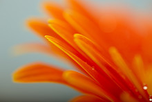 Wet Orange Petals Of Gerbera Daisy Flower