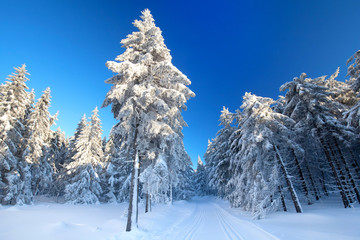 Canvas Print - Spaziergang im Winterwald